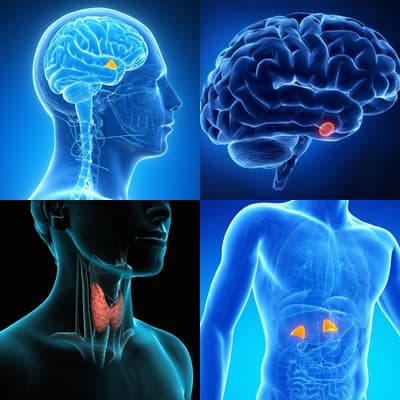 Endocrinology